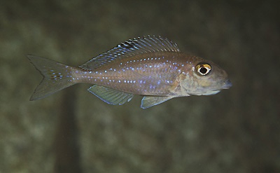 Xenotilapia spilopterus 'Msalaba'